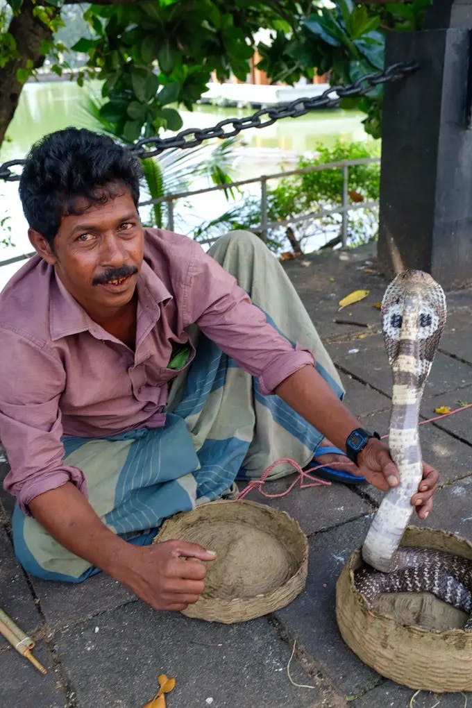 Spotted this snake charmer on the side of the road in Colombo